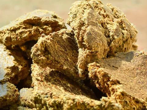 Torta de algodão SBM AGRO